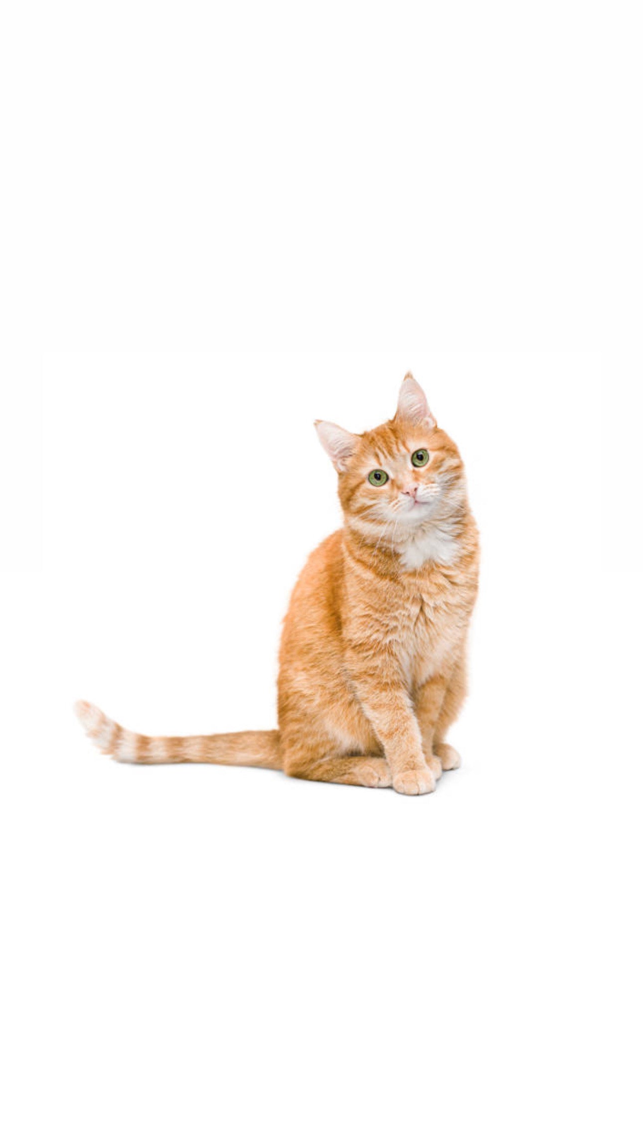 For Cat