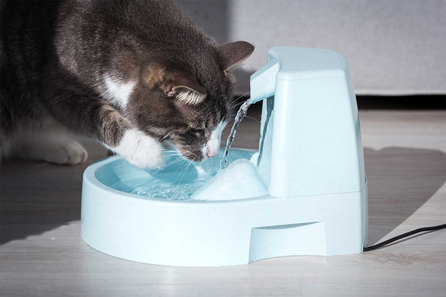 Pet Hydration