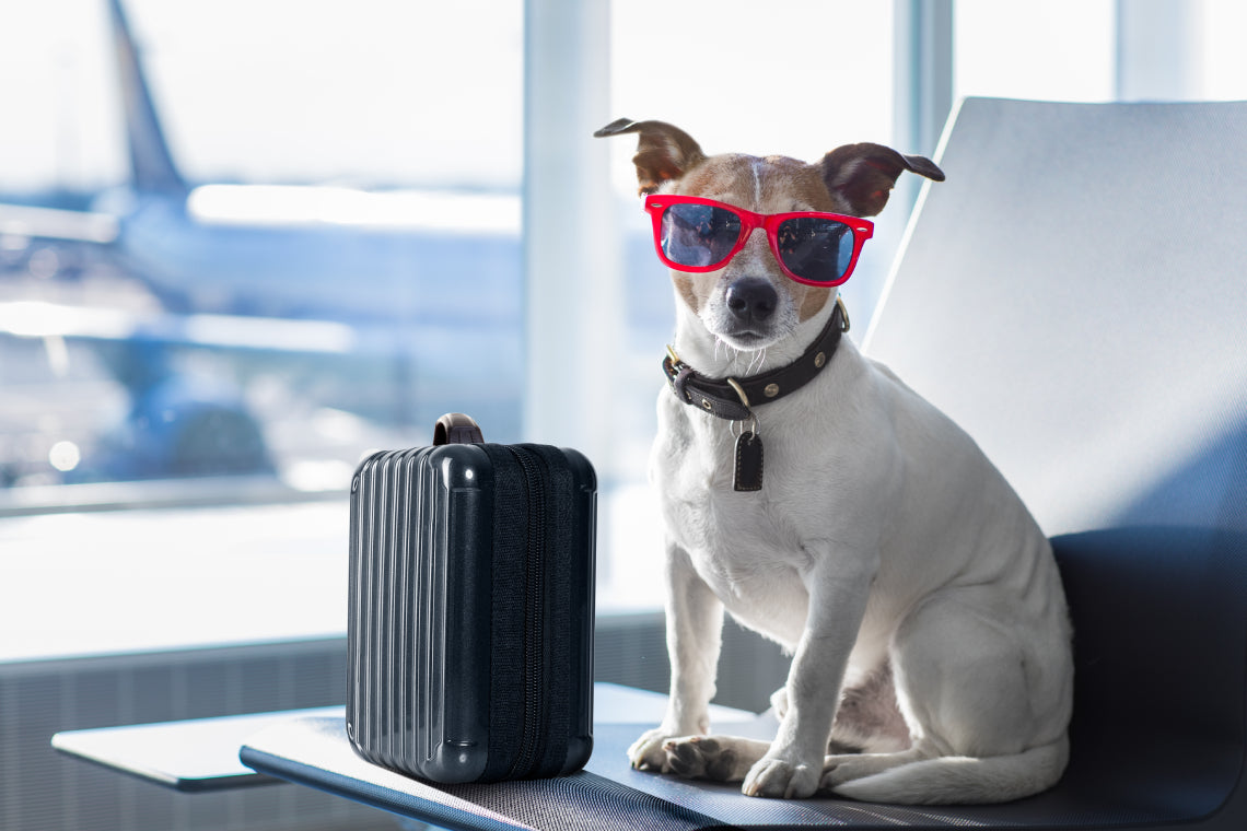 Pet Travel Essentials