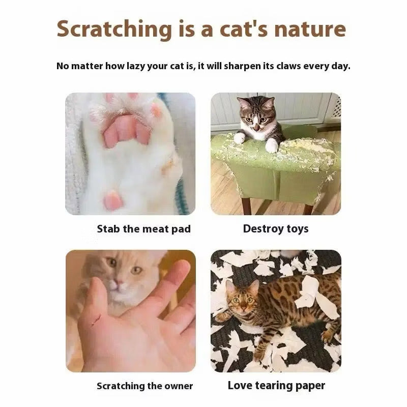 Organ Cat Scratch Board