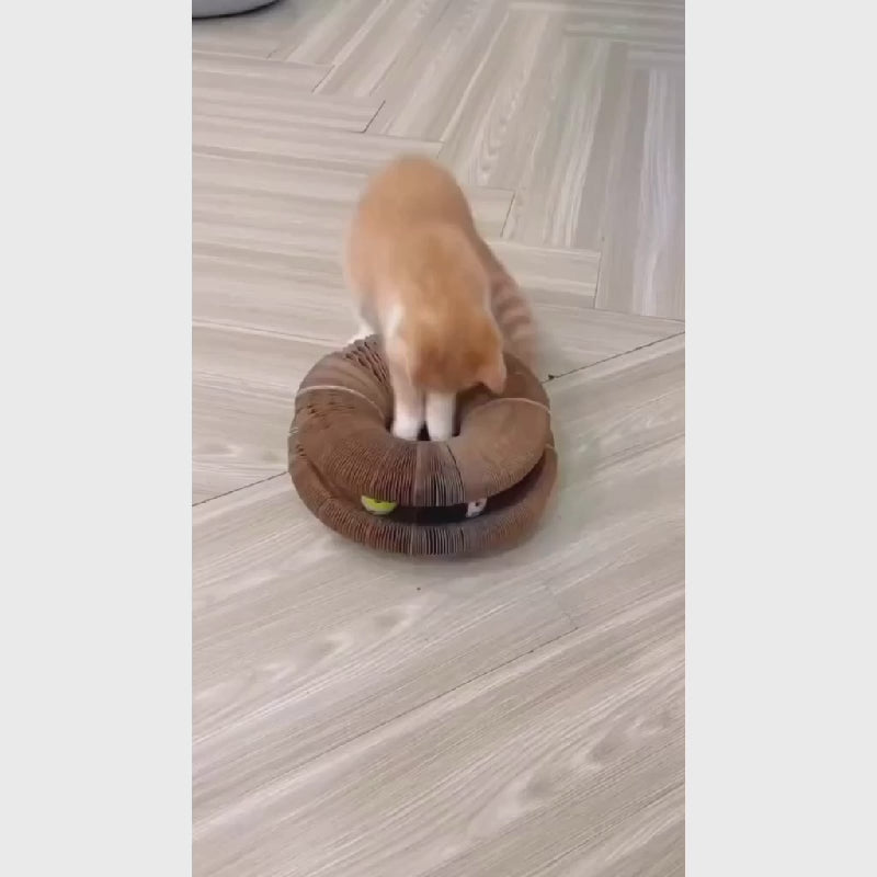 Organ Cat Scratch Board