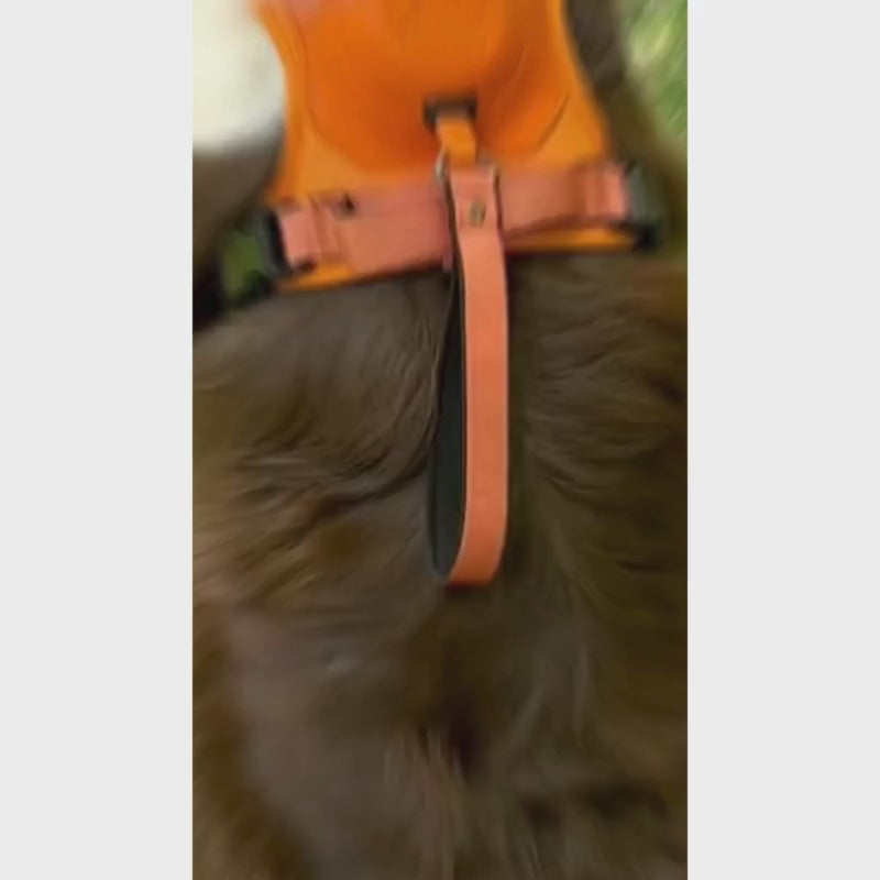 Dual Leash Pet Traction Vest