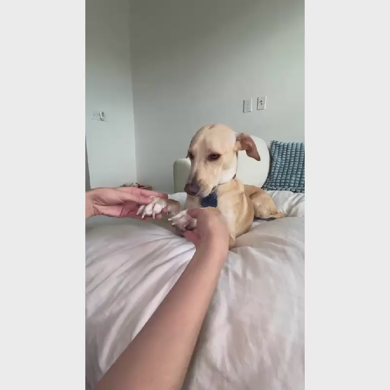 2-in-1 Electric Pet Nail Clipper & Grinder with LED Light